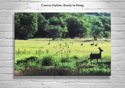 Patagonia Arizona Nature Photography with Green Meadow and Forest Deer