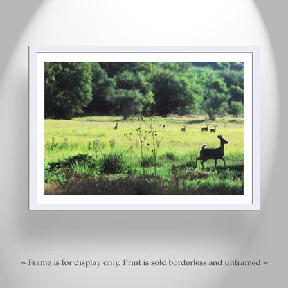 Patagonia Arizona Nature Photography with Green Meadow and Forest Deer