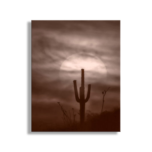 Desert Cactus Sunset as Southwest Design | Tucson Landscape Art