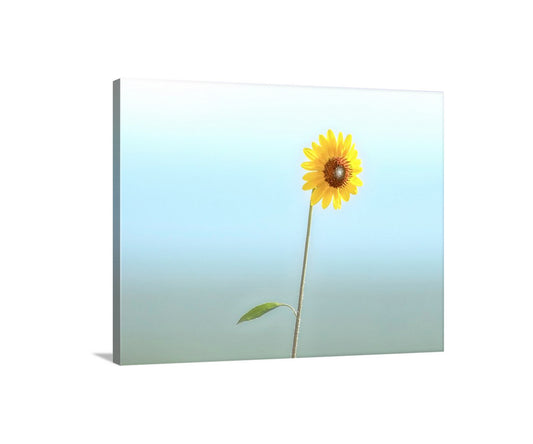 Minimalist Flower Print with Wild Sunflower as Elegant Nature Art