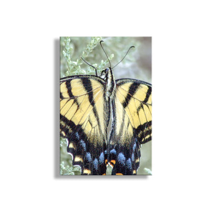 Butterfly on a green background. Just for you, a compelling closeup of a large beautiful critter! This, I believe, is the Common Yellow Swallowtail. I captured this scene at Canelo Hills Cienega Reserve near the Arizona-Mexico border! Original, unique signed art by Murray Bolesta.