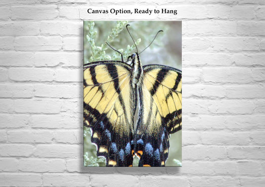 Swallowtail Butterfly Photograph by Murray Bolesta as Bold Vibrant Nature Print