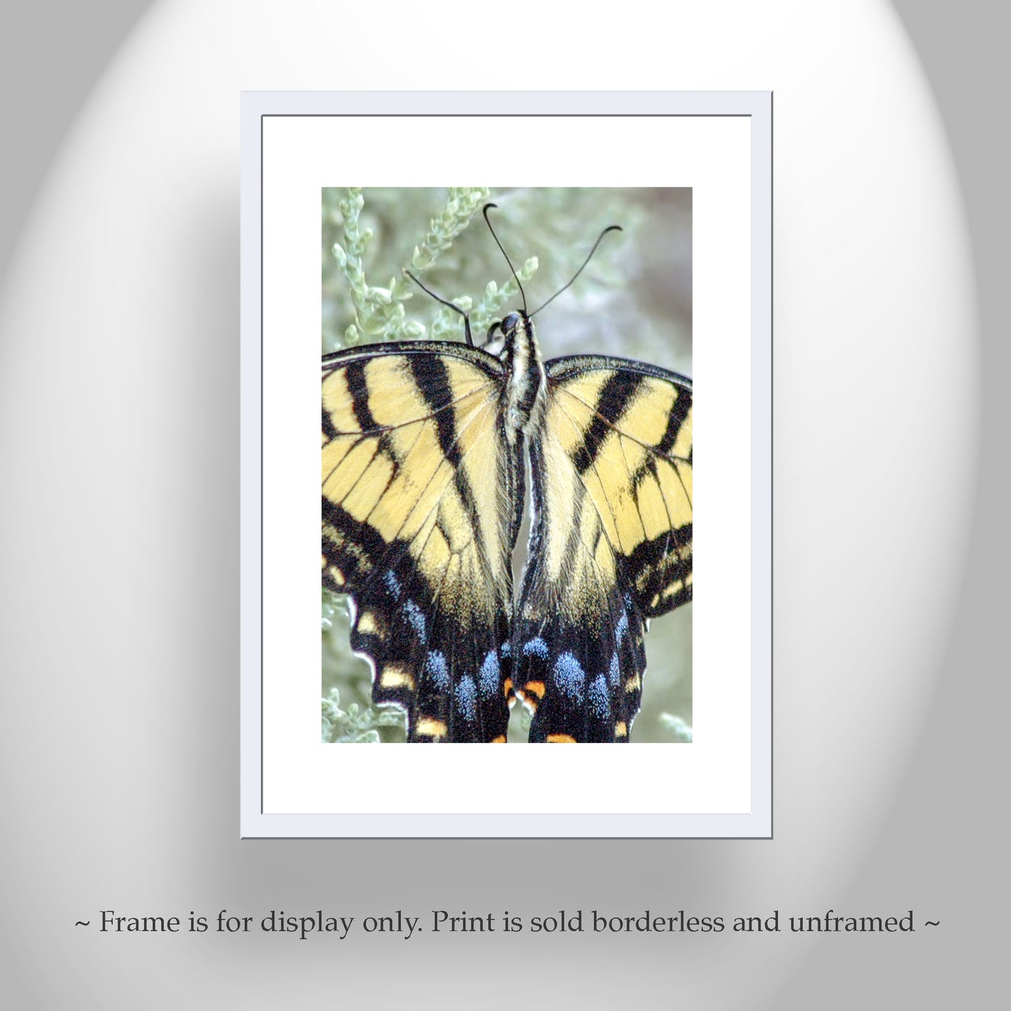 Swallowtail Butterfly Photograph by Murray Bolesta as Bold Vibrant Nature Print