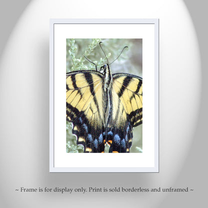 Swallowtail Butterfly Photograph by Murray Bolesta as Bold Vibrant Nature Print