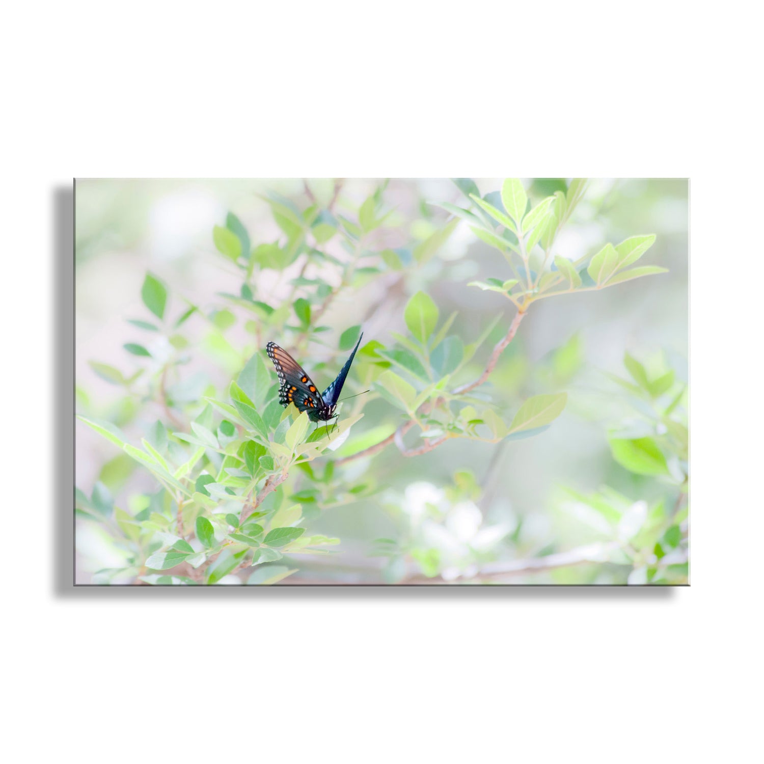 For your pleasure, my soft nature butterfly art, featuring a gorgeous swallowtail butterfly! I captured this scene in a remote watery wilderness canyon on the US-Mexico border. Original, unique signed art by Murray Bolesta!