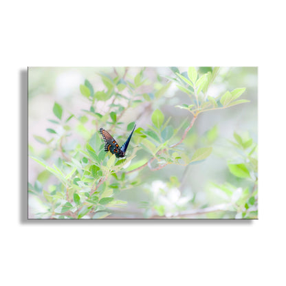 For your pleasure, my soft nature butterfly art, featuring a gorgeous swallowtail butterfly! I captured this scene in a remote watery wilderness canyon on the US-Mexico border. Original, unique signed art by Murray Bolesta!
