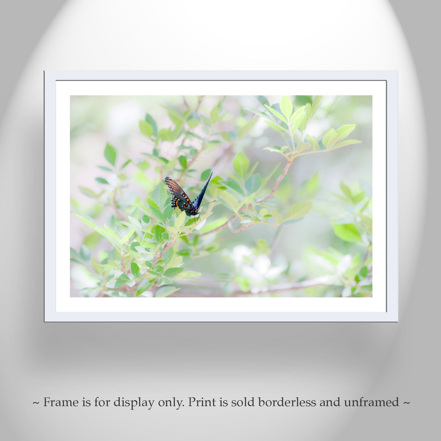 Pastel Green Nature Print with Swallowtail Butterfly | Sycamore Canyon
