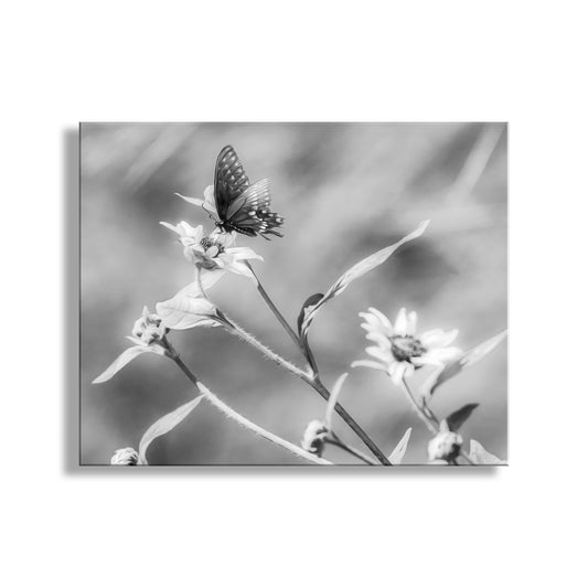 Black & White Butterfly Art | Elegant Swallowtail on Sunflower