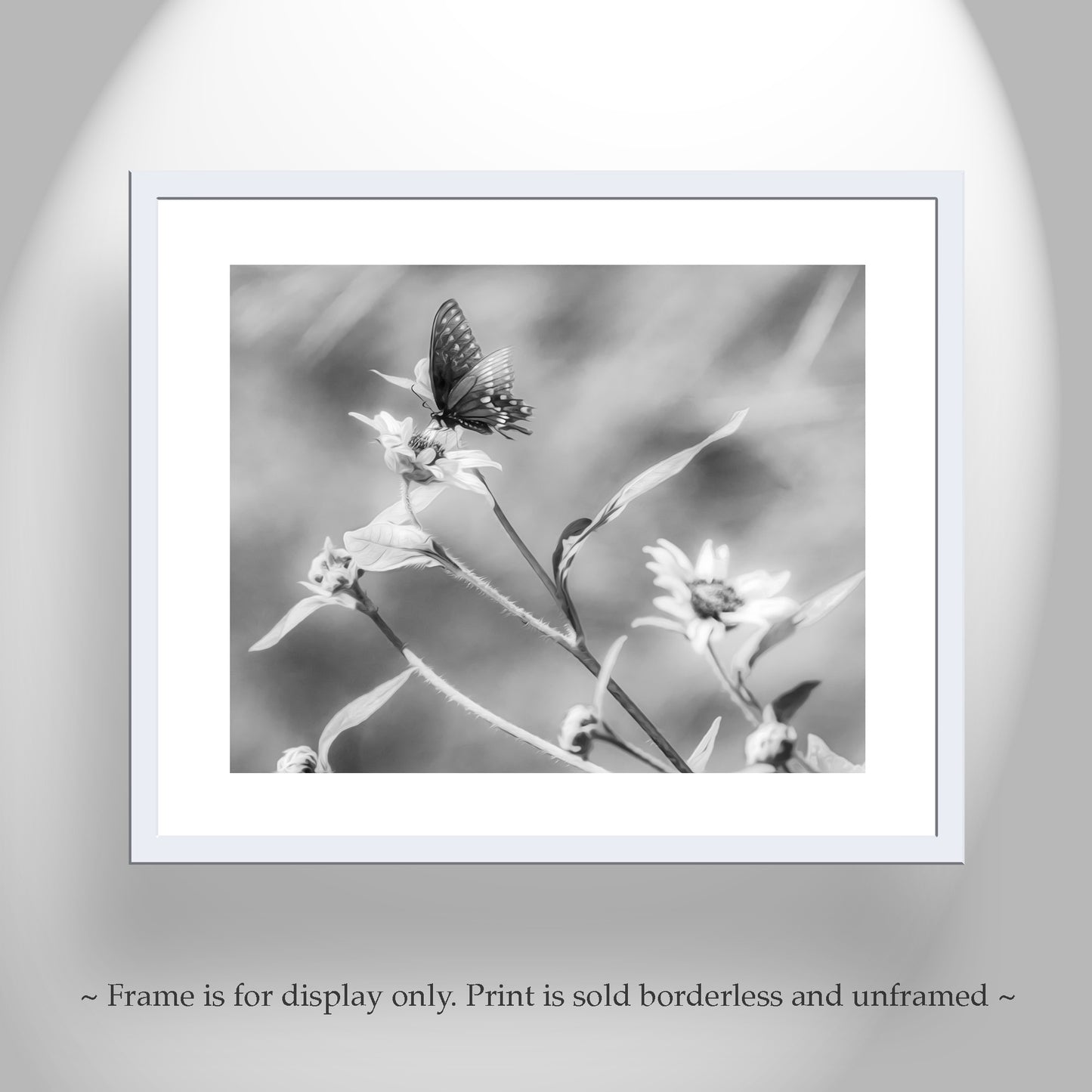 Black & White Butterfly Art | Elegant Swallowtail on Sunflower