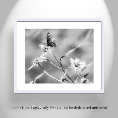 Black & White Butterfly Art | Elegant Swallowtail on Sunflower