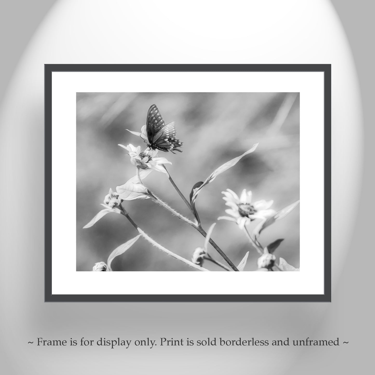 Black & White Butterfly Art | Elegant Swallowtail on Sunflower