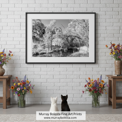 Arizona Desert Canyon Stream Oasis Art in Black and White by Murray Bolesta!
