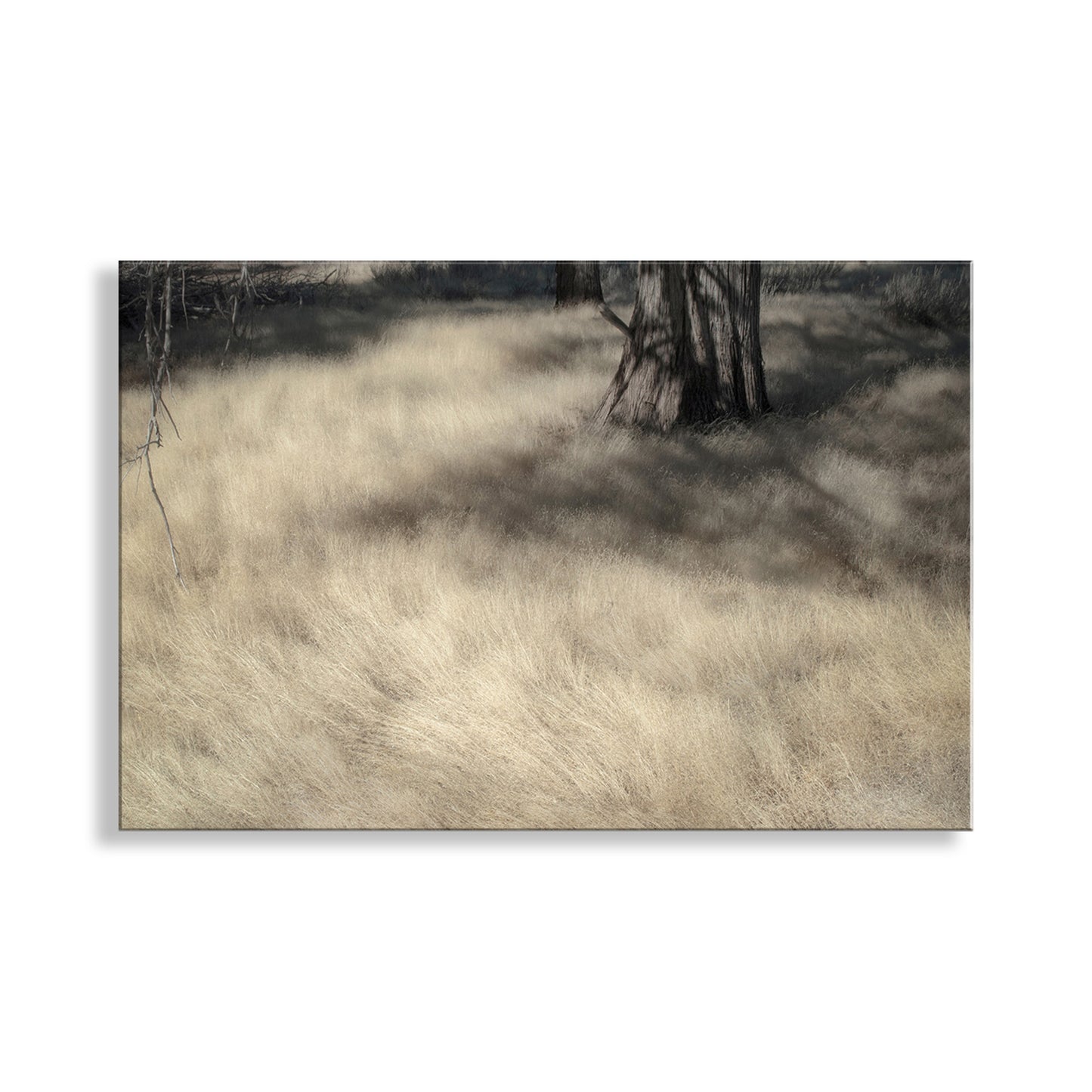 Forest Meadow Nature Photography | Northeastern California Wild Grass