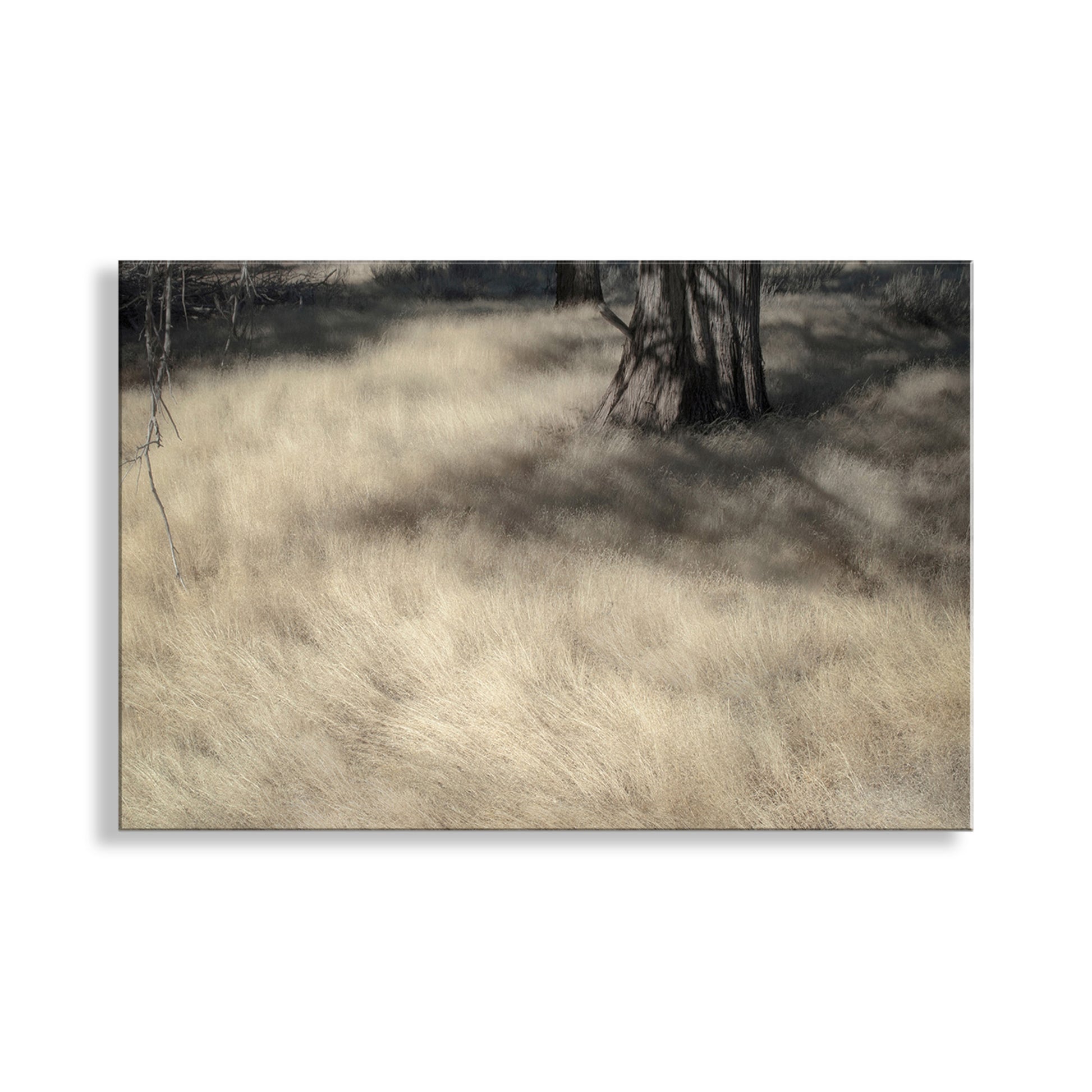 Forest Meadow Nature Photography | Northeastern California Wild Grass