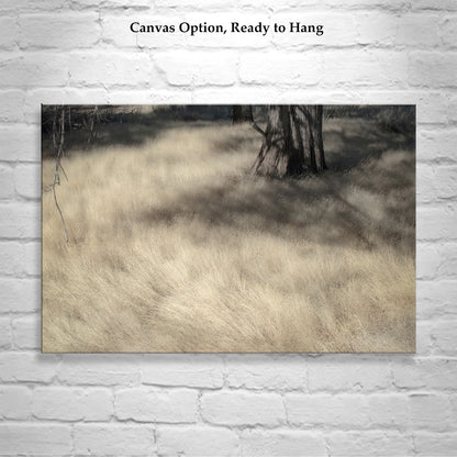 Forest Meadow Nature Photography | Northeastern California Wild Grass