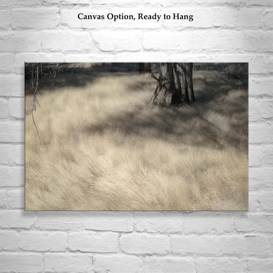 Forest Meadow Nature Photography | Northeastern California Wild Grass