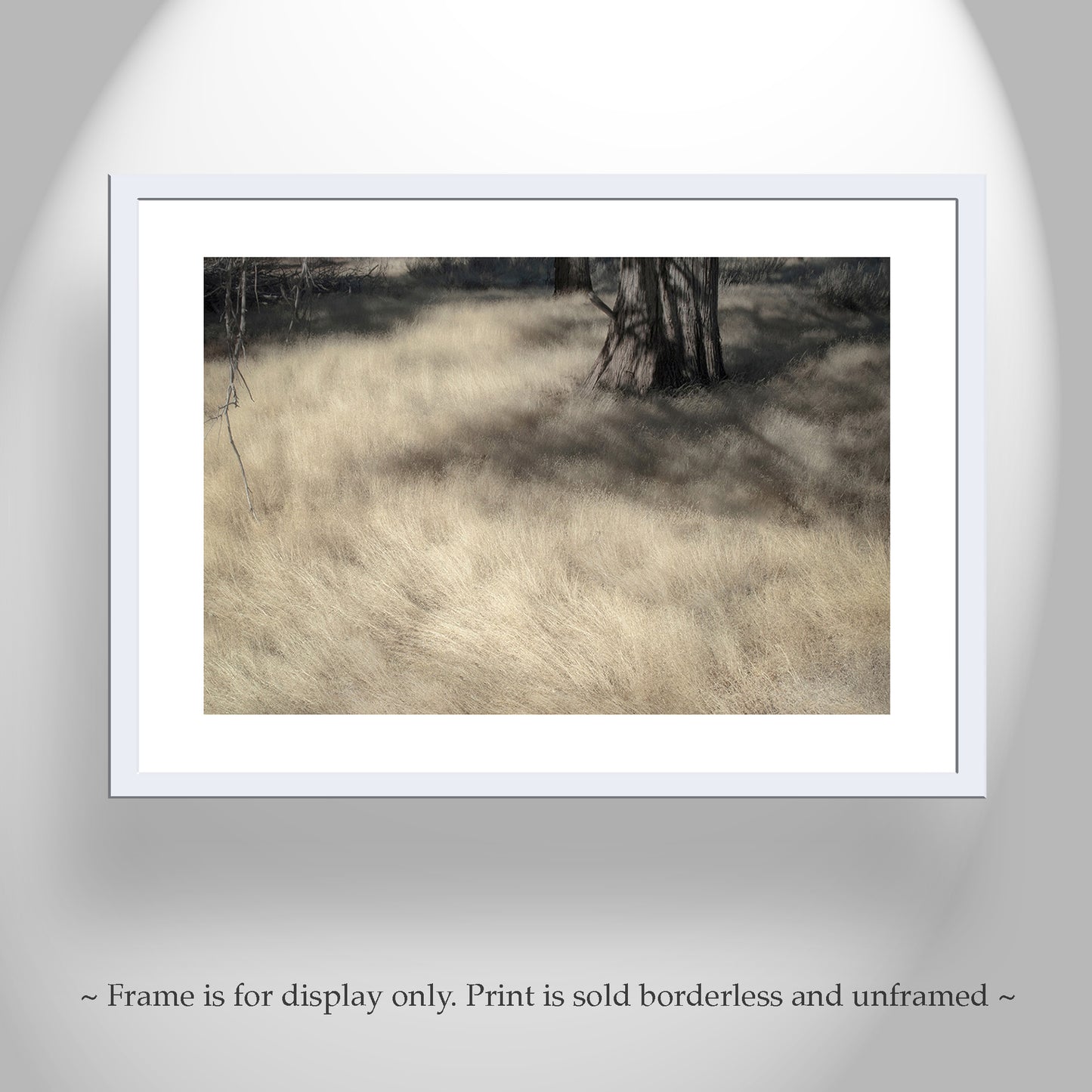 Forest Meadow Nature Photography | Northeastern California Wild Grass