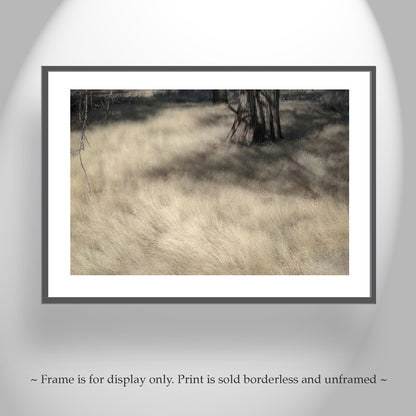 Forest Meadow Nature Photography | Northeastern California Wild Grass