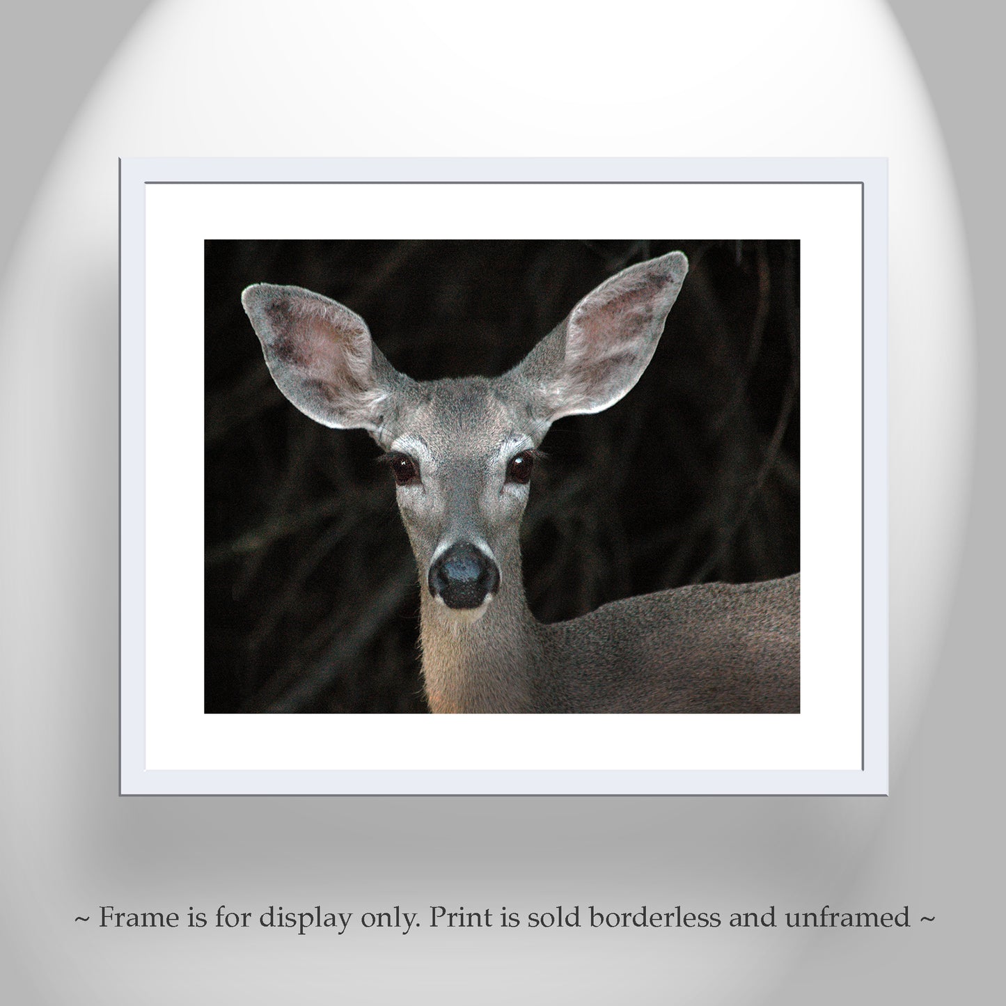 Animal Picture with Cute Wild Mule Deer as Wall Decor