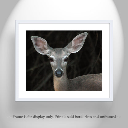 Animal Picture with Cute Wild Mule Deer as Wall Decor
