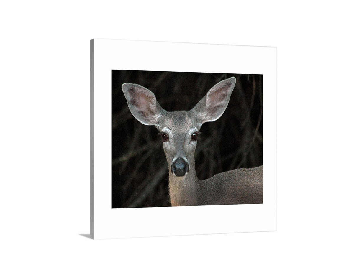 My cute animal photo for your walls! An endearing deer peers at me with nonchalance in a Nature Conservancy property in borderlands Arizona. Original, unique signed art by Murray Bolesta.