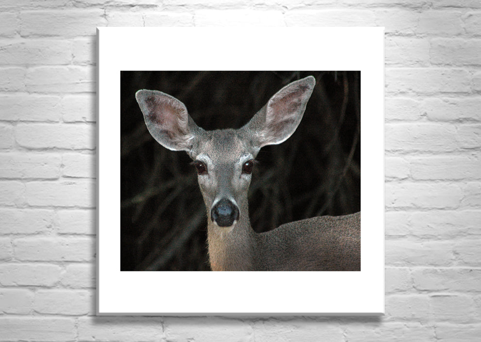 Animal Picture with Cute Wild Mule Deer as Wall Decor