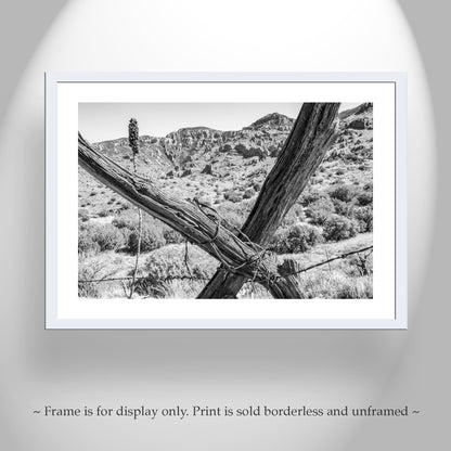 Muleshoe Ranch Arizona Landscape Art with Barbed Wire Fence | Southwest Wall Decor in Black & White