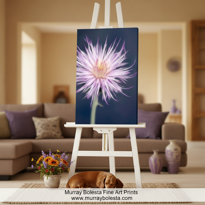 Canvas print of a purple flower with a dark background. Thistle Flower Nature Art Print as Arizona Wildflower Wall Decor by Murray Bolesta