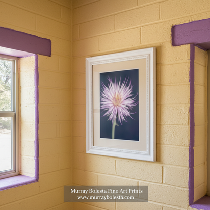 Canvas print of a purple flower with a dark background. Thistle Flower Nature Art Print as Arizona Wildflower Wall Decor by Murray Bolesta