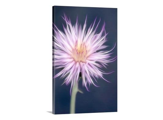 Canvas print of a purple flower with a dark background. Thistle Flower Nature Art Print as Arizona Wildflower Wall Decor