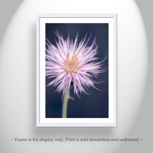 Thistle Wildflower Print | Arizona Nature Photography Wall Art