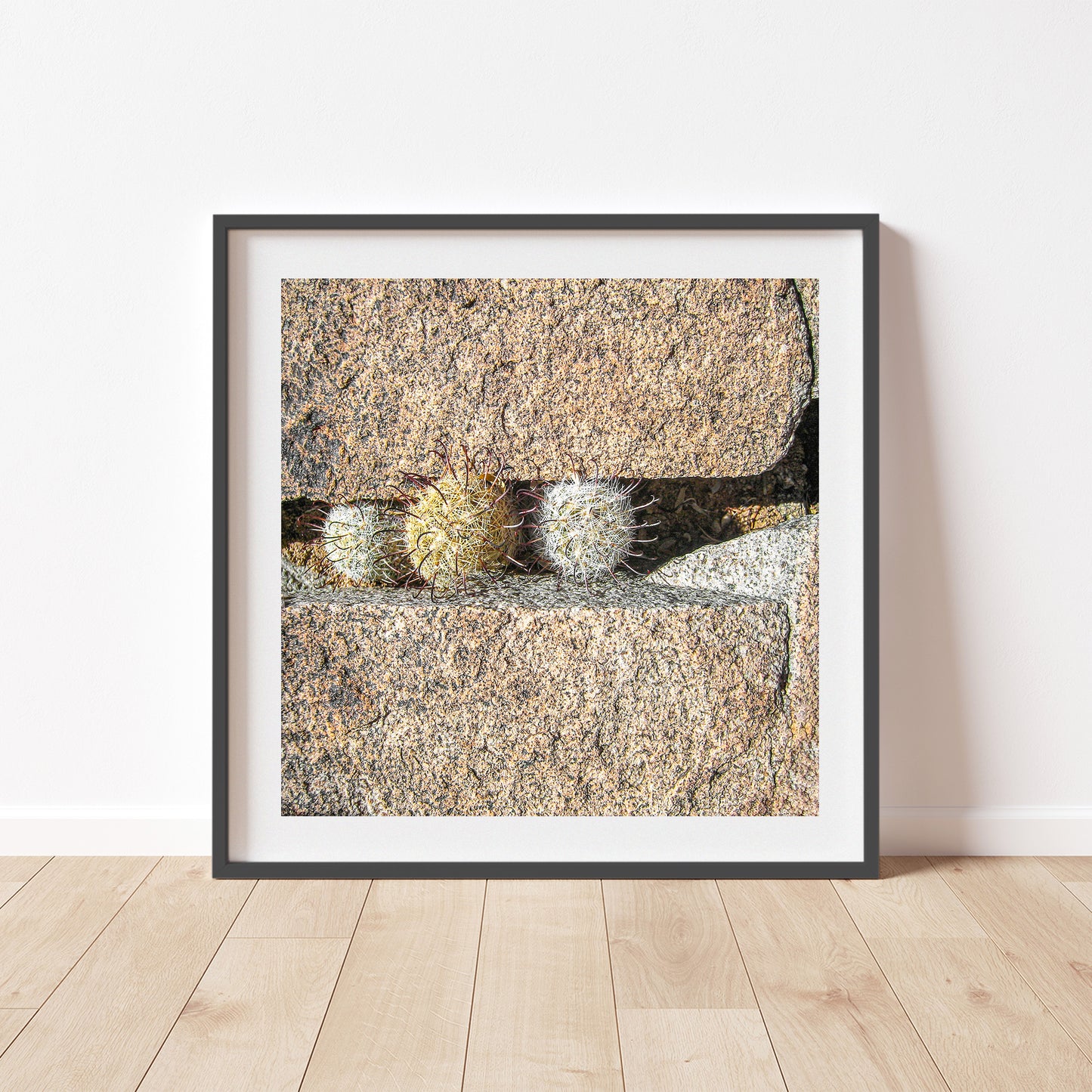 Pincushion Cactus Fine Art Print - Desert Botanical Photography
