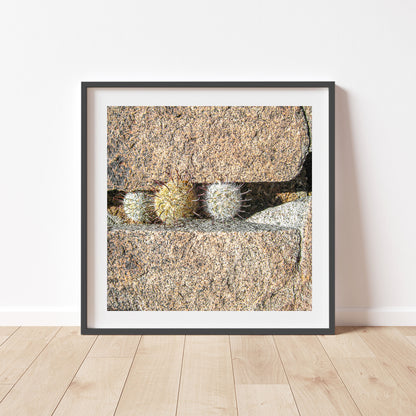 Pincushion Cactus Fine Art Print - Desert Botanical Photography