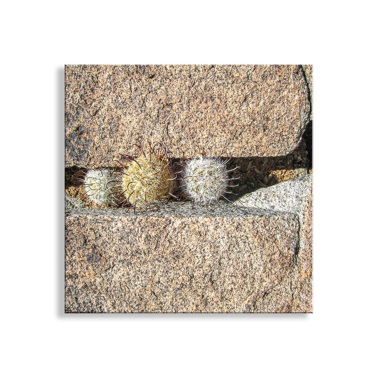 Two small cacti peeking out from behind a stone wall on a white background. Cactus Decor Art Print with Tiny Desert Pincushion Cactus