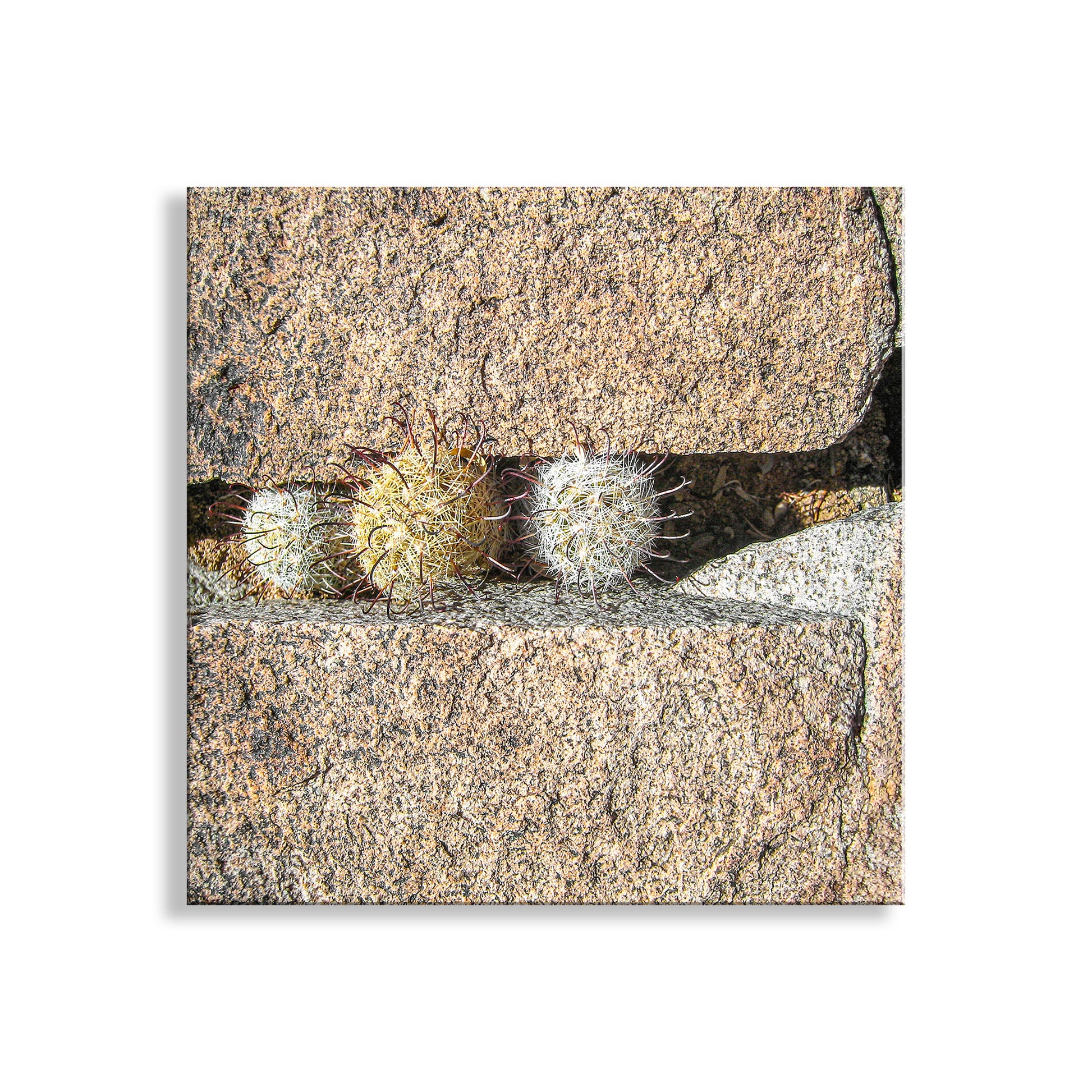 Two small cacti peeking out from behind a stone wall on a white background. Cactus Decor Art Print with Tiny Desert Pincushion Cactus