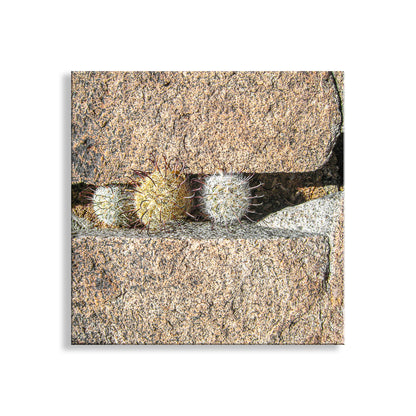 Two small cacti peeking out from behind a stone wall on a white background. Cactus Decor Art Print with Tiny Desert Pincushion Cactus