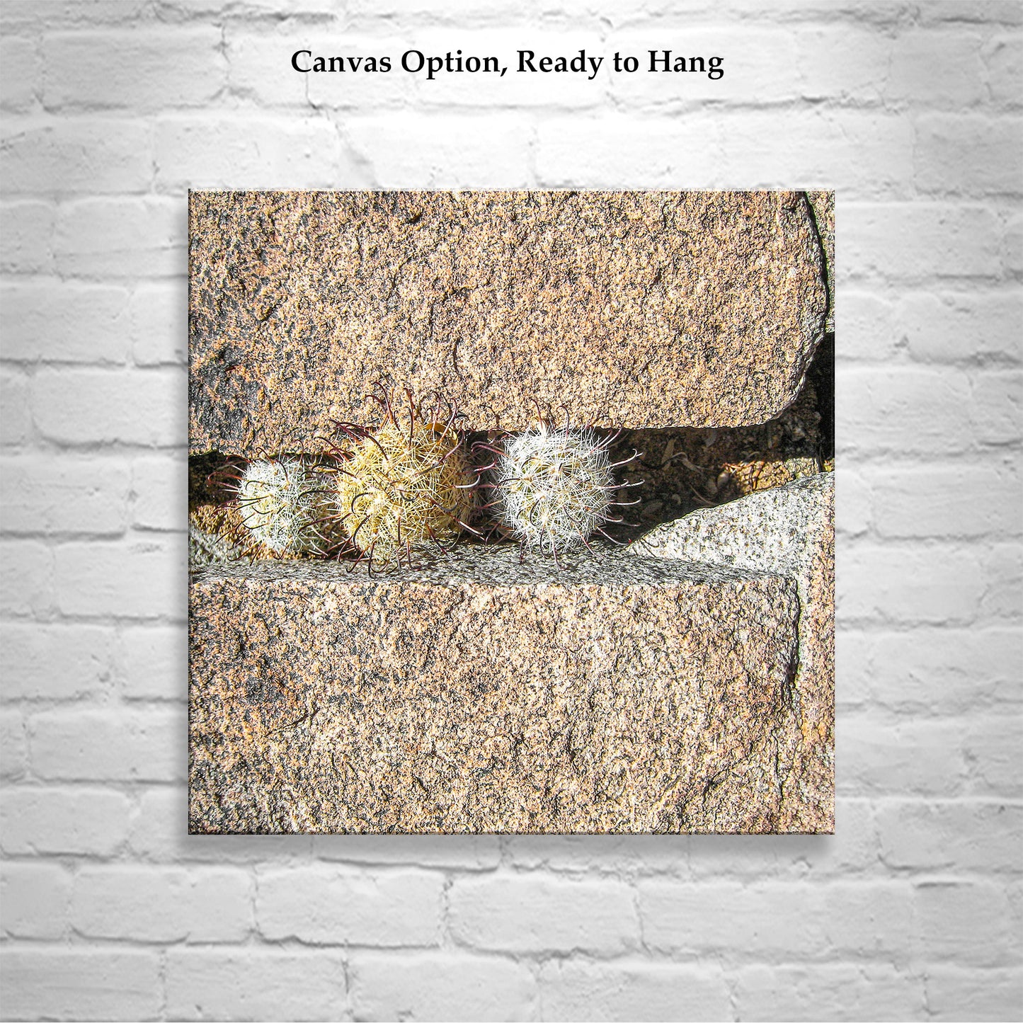 Pincushion Cactus Fine Art Print - Desert Botanical Photography