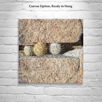 Pincushion Cactus Fine Art Print - Desert Botanical Photography