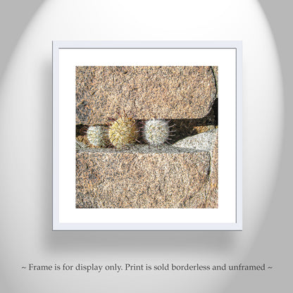 Pincushion Cactus Fine Art Print - Desert Botanical Photography