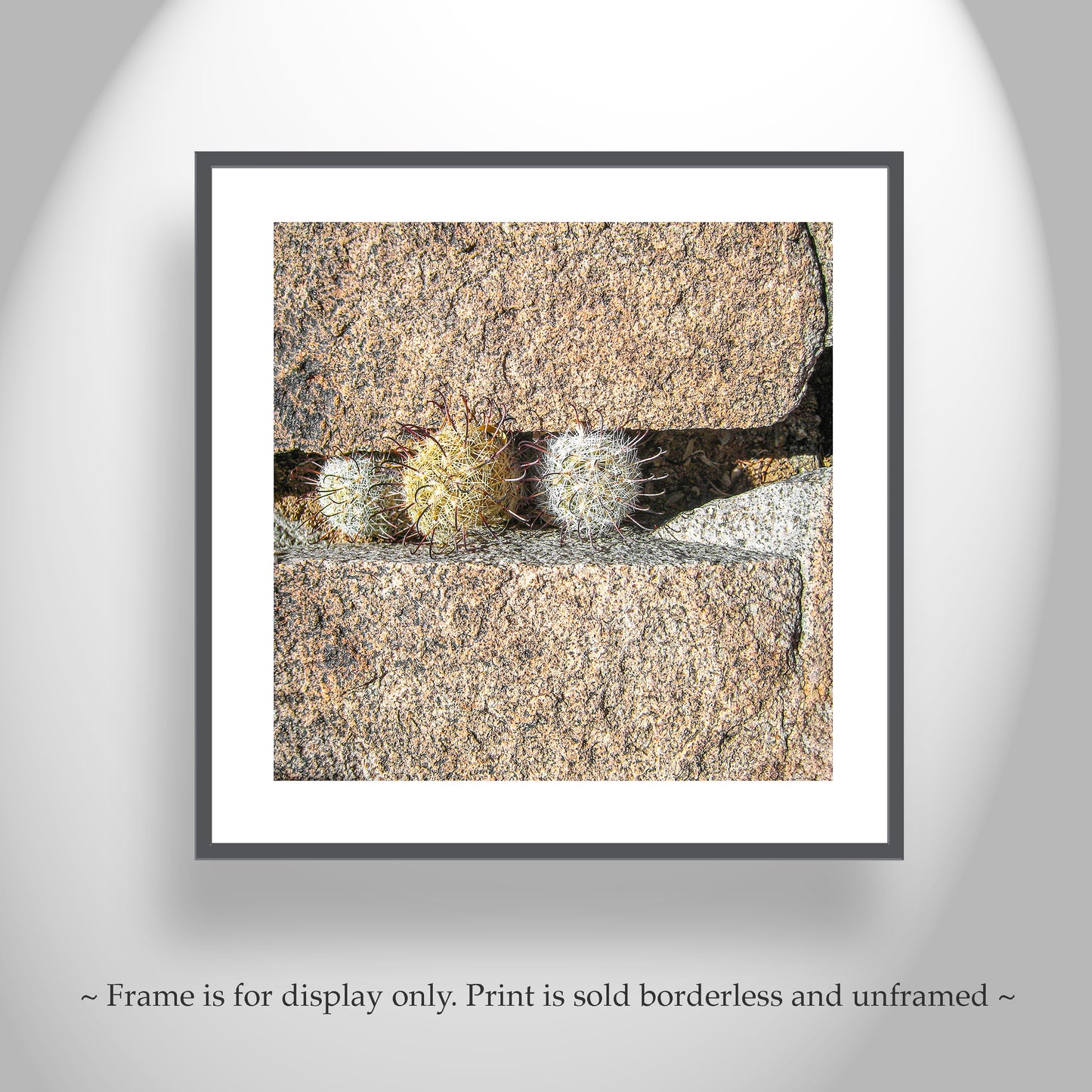 Pincushion Cactus Fine Art Print - Desert Botanical Photography