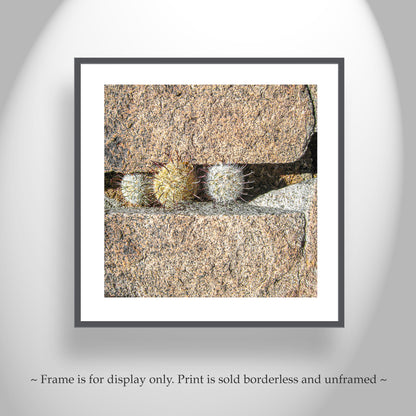 Pincushion Cactus Fine Art Print - Desert Botanical Photography