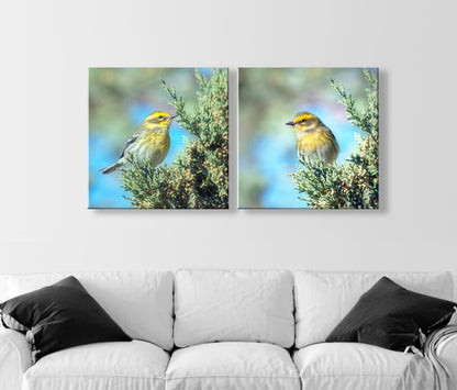 Yellow Warbler Bird Art in Matched Set of 2 Square Prints