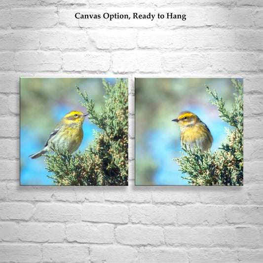 Yellow Warbler Bird Art in Matched Set of 2 Square Prints