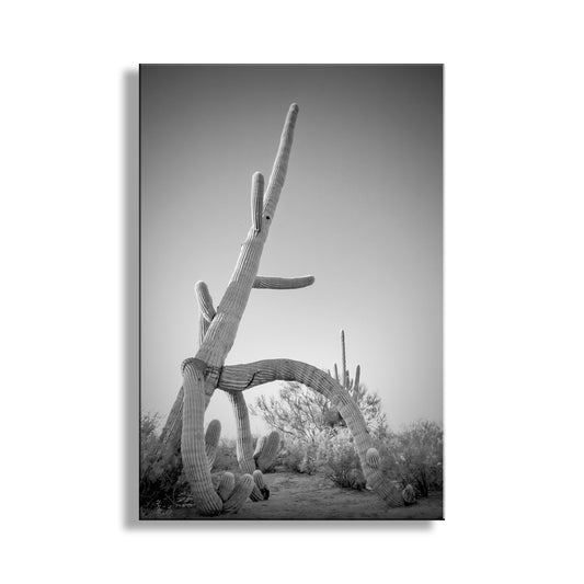 Cactus Decor in Black and White | Unique Sonoran Desert Artwork