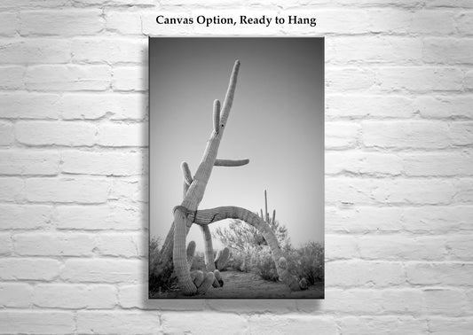 Cactus Decor in Black and White | Unique Sonoran Desert Artwork