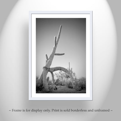 Cactus Decor in Black and White | Unique Sonoran Desert Artwork