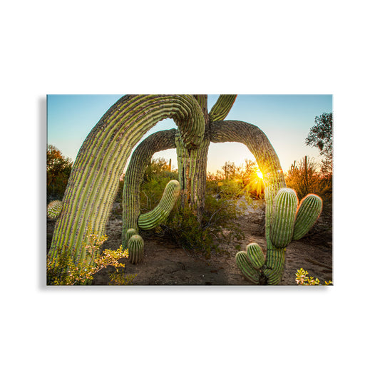 Desert Southwest Wall Art in Tucson Arizona with Saguaro Cactus Sunrise