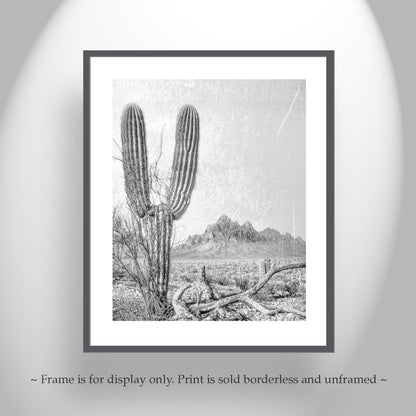 Cactus Art Print in Black and White | Tucson Arizona Landscape | Desert Botanical Art Gift