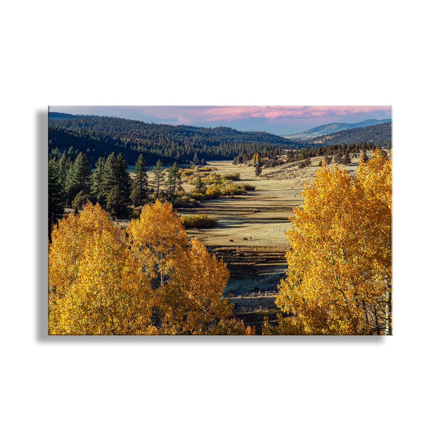 Autumn landscape with yellow trees and a valley. Quaking Aspen Western Landscape Art Print on Framed Canvas | Fall Photography