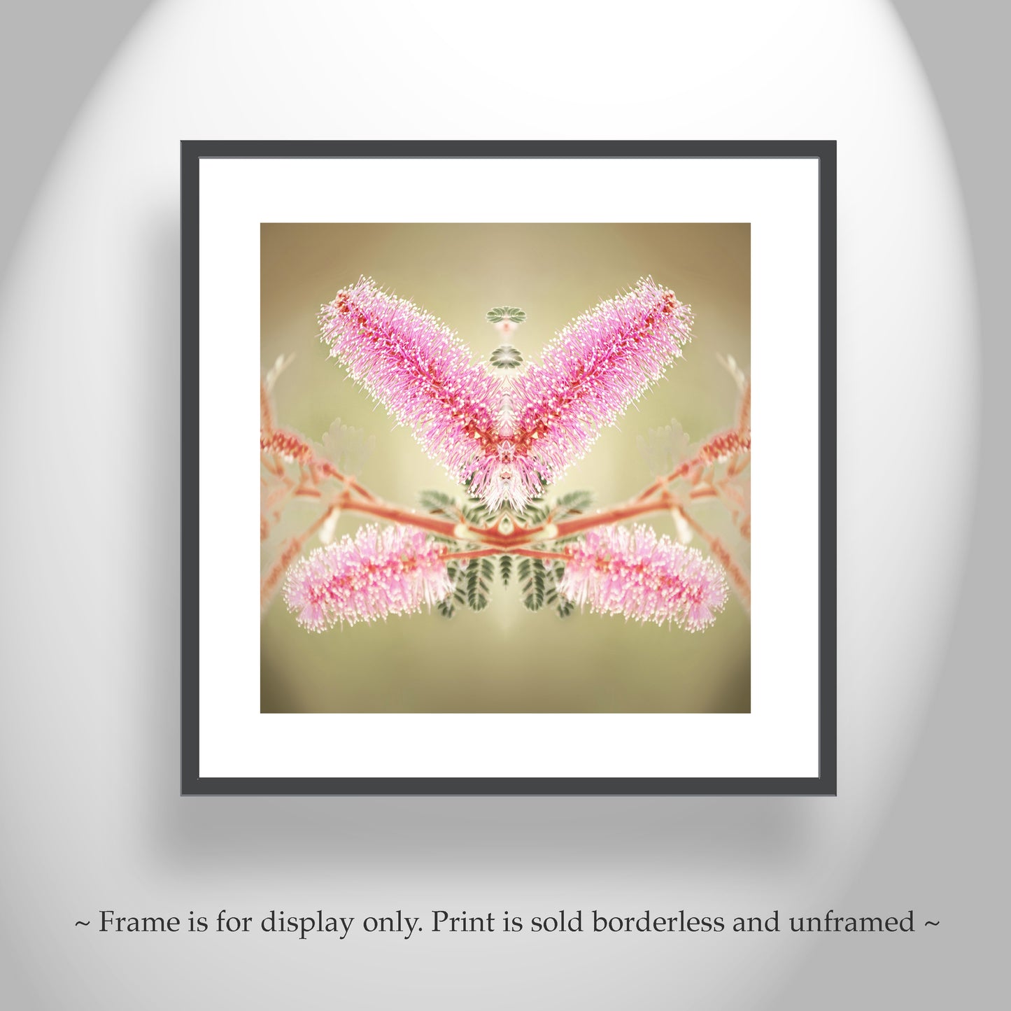 Abstract Nature Photography with Velvet Pod Mimosa Flower